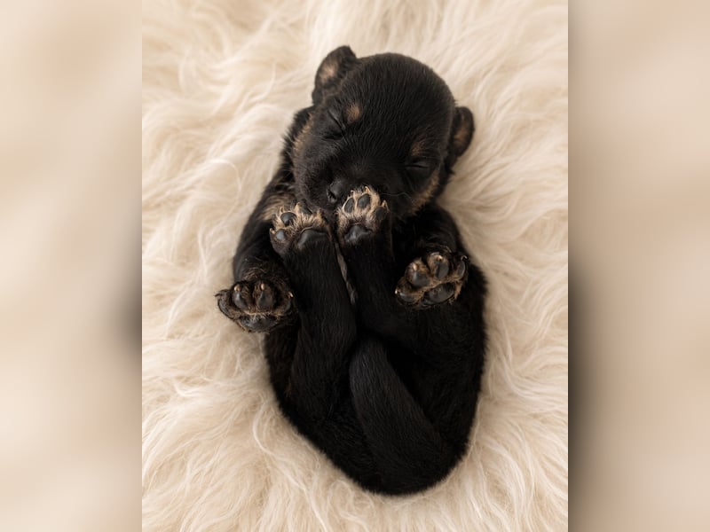 Miniature Australian Shepherd Welpen mit Papieren