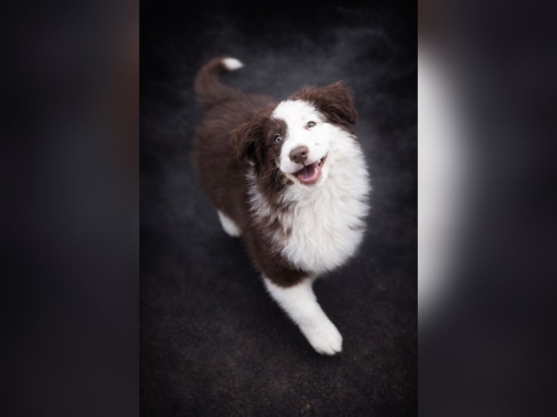Miniature Australian Shepherd Welpen mit Papieren