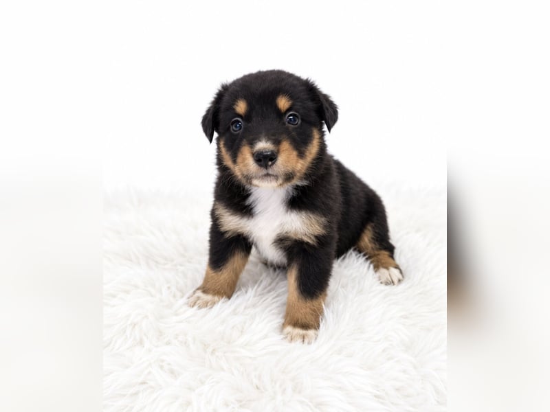 Unsere wunderschönen Miniature Australian Shepherd Welpen machen sich bereits jetzt auf die Suche na
