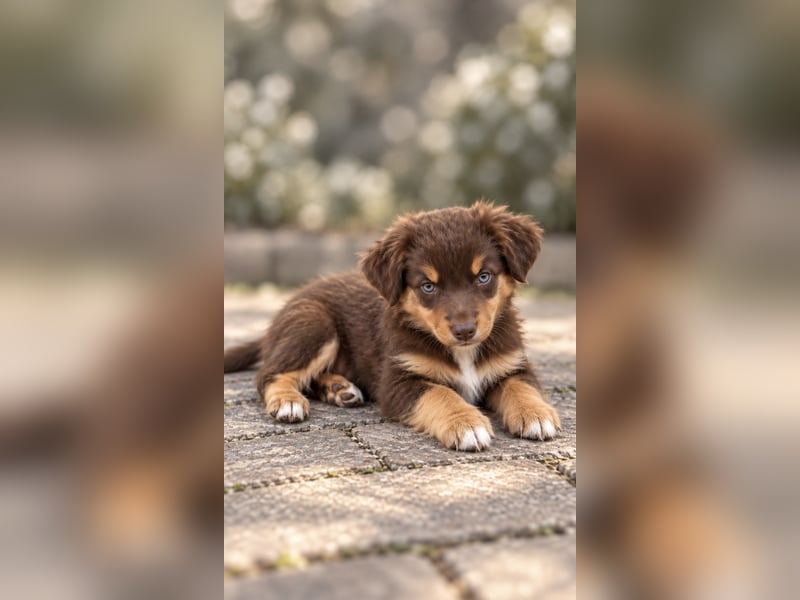 Mini Miniature Australian Shepherd Welpen mit Papieren