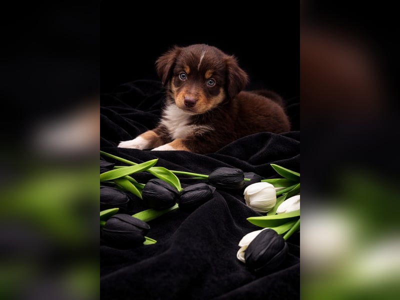 Miniature Australian Shepherd Welpen mit Papieren