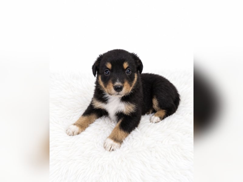 Unsere wunderschönen Miniature Australian Shepherd Welpen machen sich bereits jetzt auf die Suche na