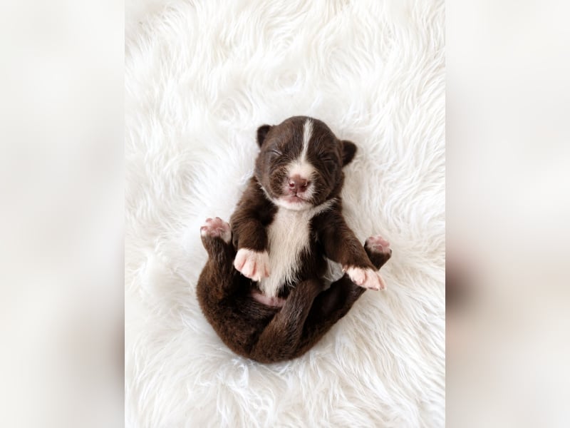 Miniature Australian Shepherd Welpen mit Papieren
