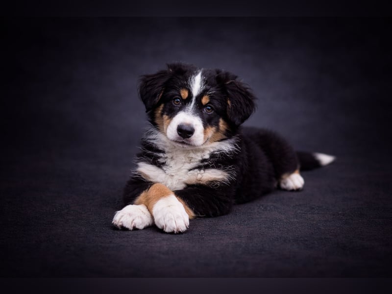 Miniature Australian Shepherd Welpen mit Papieren