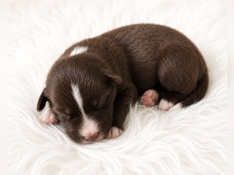 Miniature Australian Shepherd Welpen mit Papieren