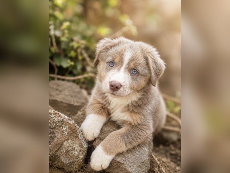 Miniature Australian Shepherd Welpen mit Papieren