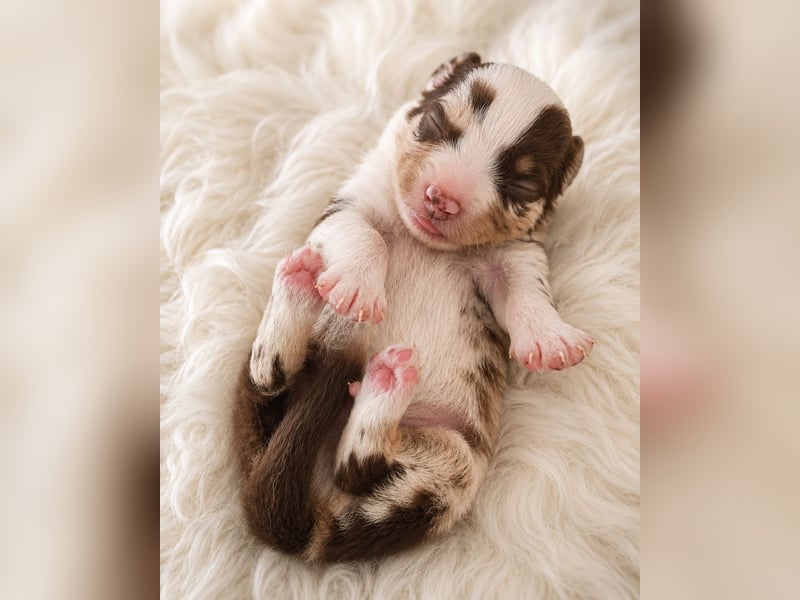 Miniature Australian Shepherd Welpen mit Papieren