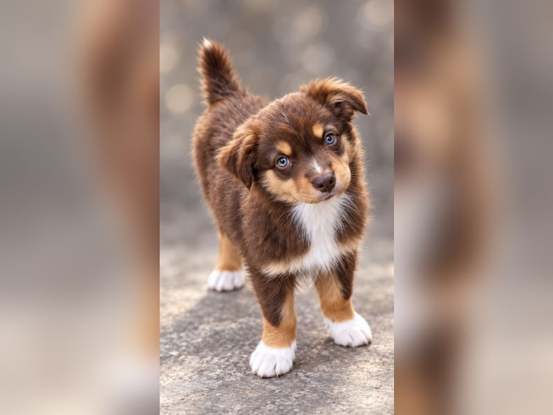 Mini Miniature Australian Shepherd Welpen mit Papieren