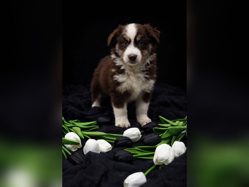 Miniature Australian Shepherd Welpen mit Papieren