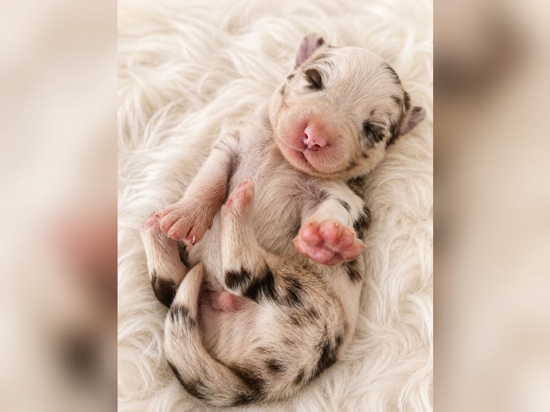 Miniature Australian Shepherd Welpen mit Papieren