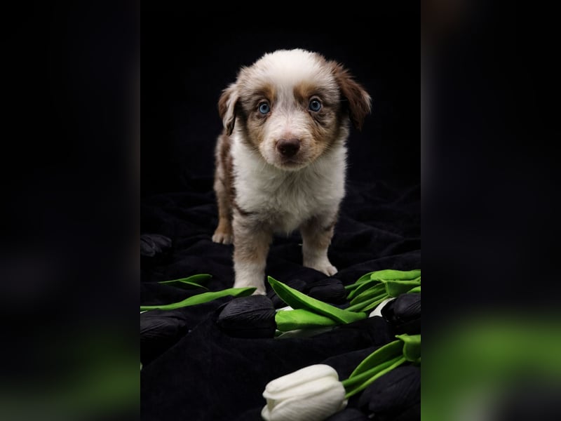 Miniature Australian Shepherd Welpen mit Papieren