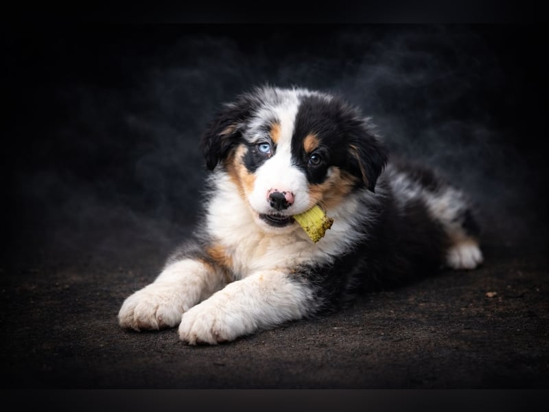 Miniature Australian Shepherd Welpen mit Papieren
