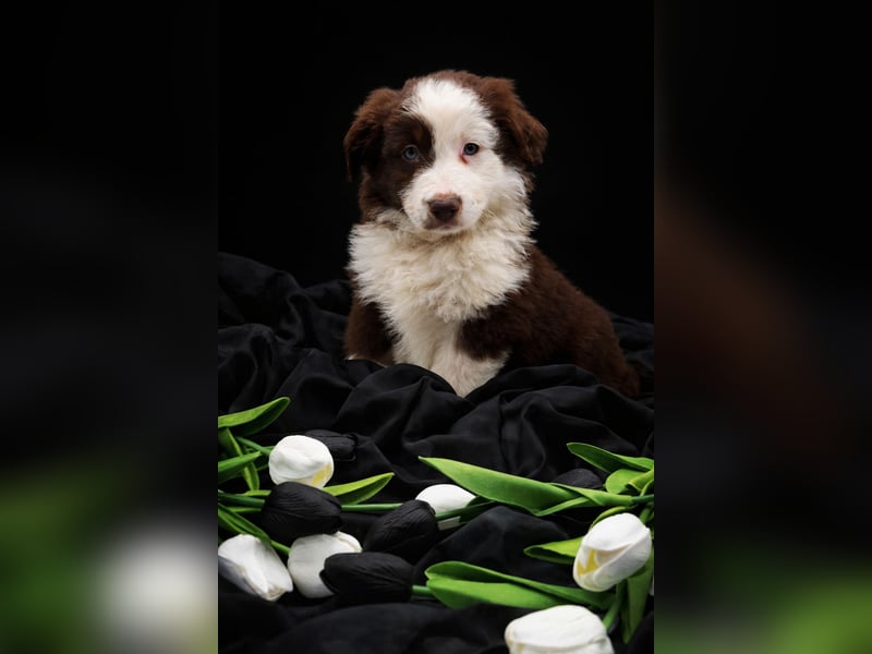 Miniature Australian Shepherd Welpen mit Papieren