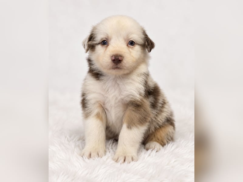Unsere wunderschönen Miniature Australian Shepherd Welpen machen sich bereits jetzt auf die Suche na