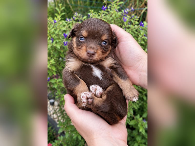 Mini Miniature Australian Shepherd Welpen mit Papieren