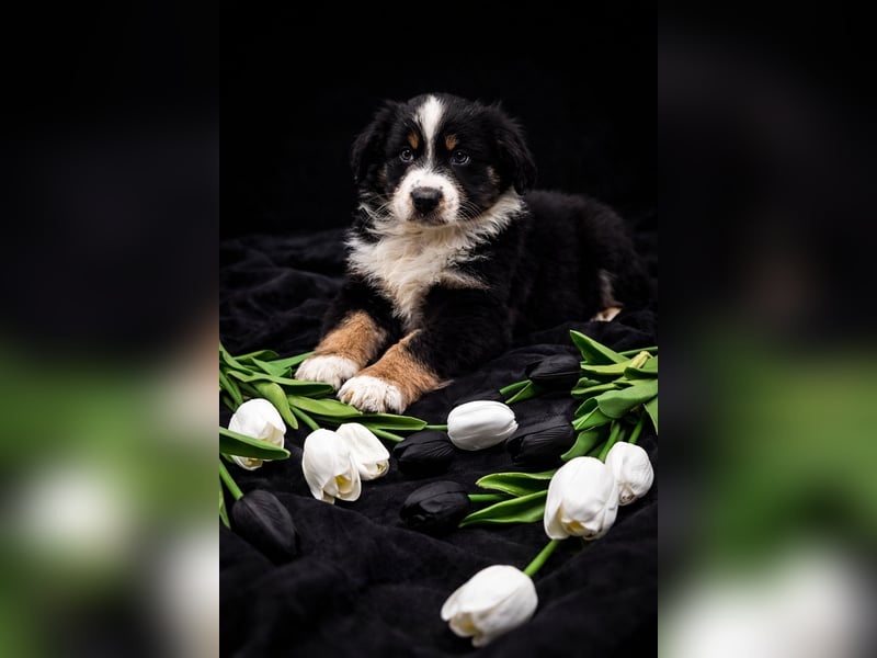 Miniature Australian Shepherd Welpen mit Papieren