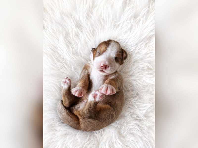 Miniature Australian Shepherd Welpen mit Papieren