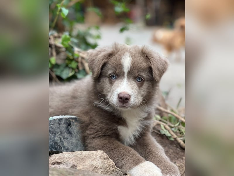 Miniature Australian Shepherd Welpen mit Papieren