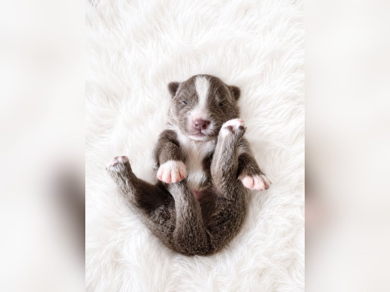 Miniature Australian Shepherd Welpen mit Papieren