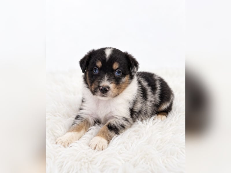 Unsere wunderschönen Miniature Australian Shepherd Welpen machen sich bereits jetzt auf die Suche na