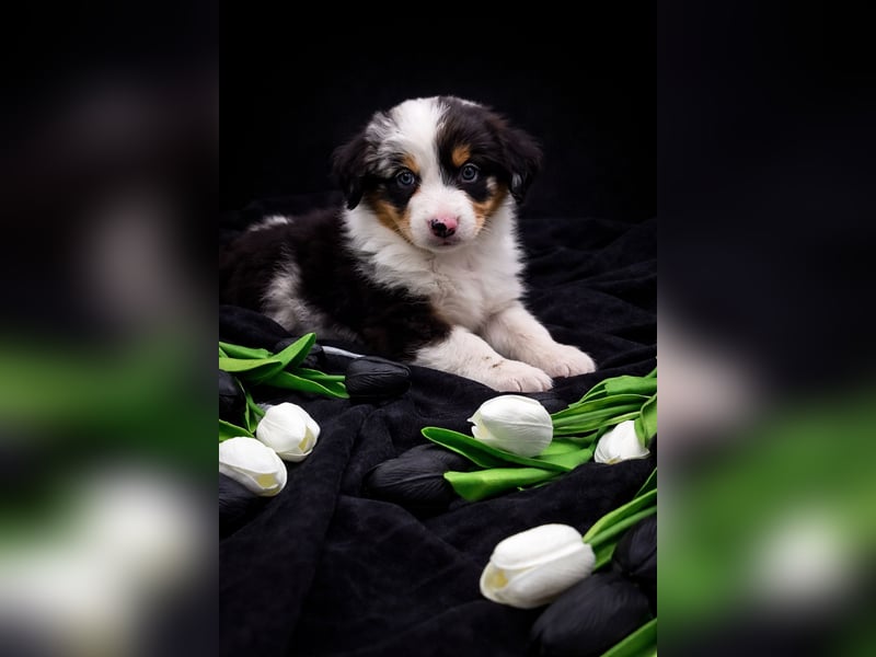 Miniature Australian Shepherd Welpen mit Papieren