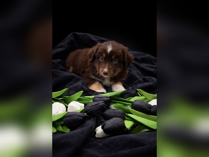 Miniature Australian Shepherd Welpen mit Papieren