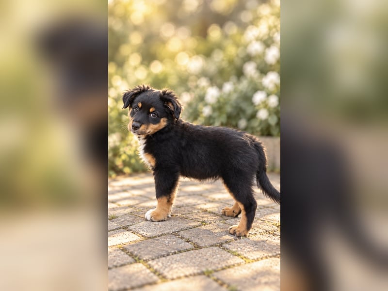 Mini Miniature Australian Shepherd Welpen mit Papieren