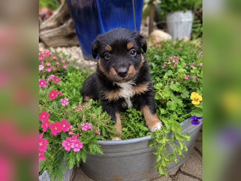Mini Miniature Australian Shepherd Welpen mit Papieren