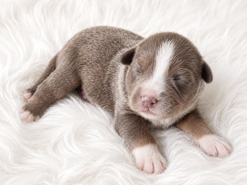 Miniature Australian Shepherd Welpen mit Papieren