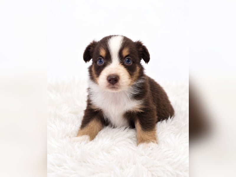 Unsere wunderschönen Miniature Australian Shepherd Welpen machen sich bereits jetzt auf die Suche na