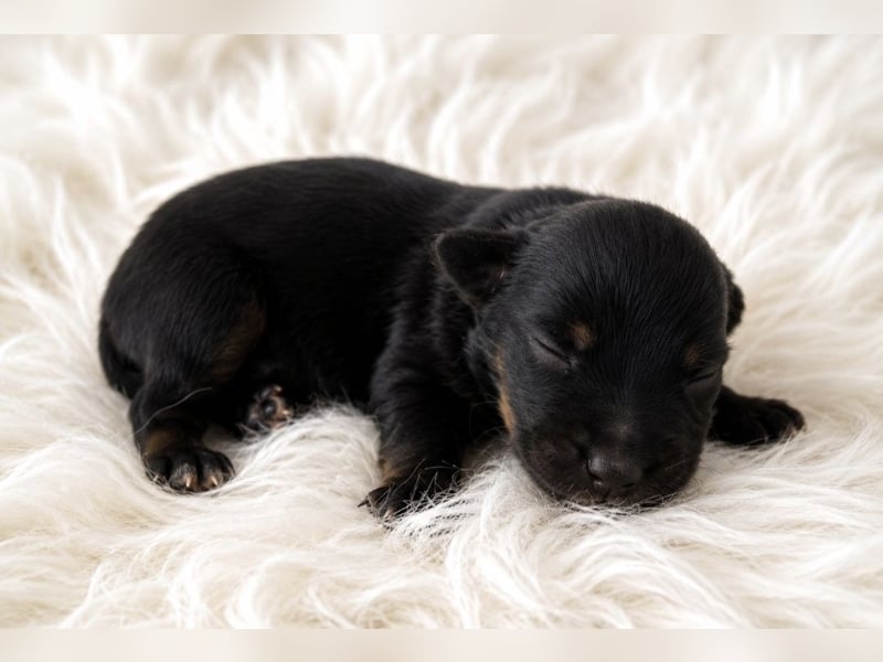 Miniature Australian Shepherd Welpen mit Papieren