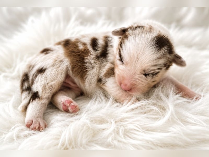 Miniature Australian Shepherd Welpen mit Papieren