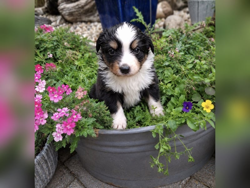 Mini Miniature Australian Shepherd Welpen mit Papieren