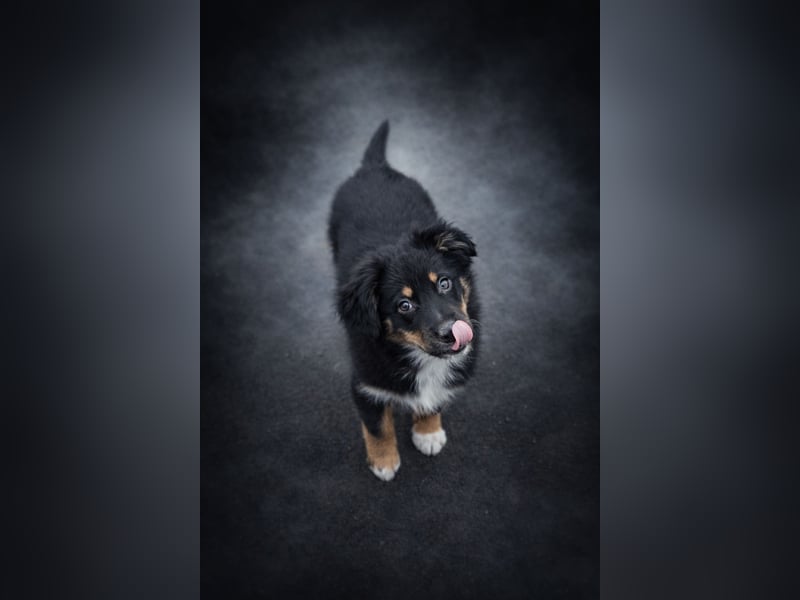 Miniature Australian Shepherd Welpen mit Papieren