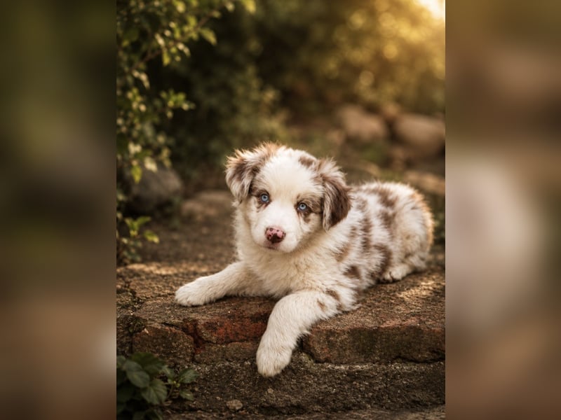 Miniature Australian Shepherd Welpen mit Papieren