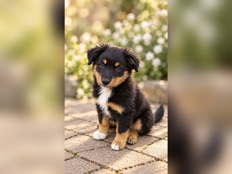 Mini Miniature Australian Shepherd Welpen mit Papieren