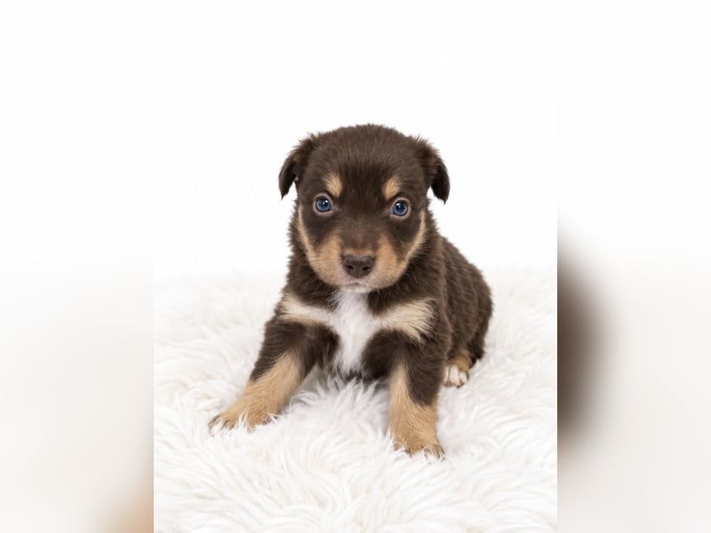 Unsere wunderschönen Miniature Australian Shepherd Welpen machen sich bereits jetzt auf die Suche na