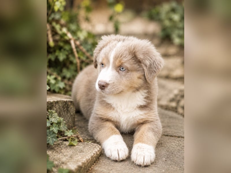 Miniature Australian Shepherd Welpen mit Papieren