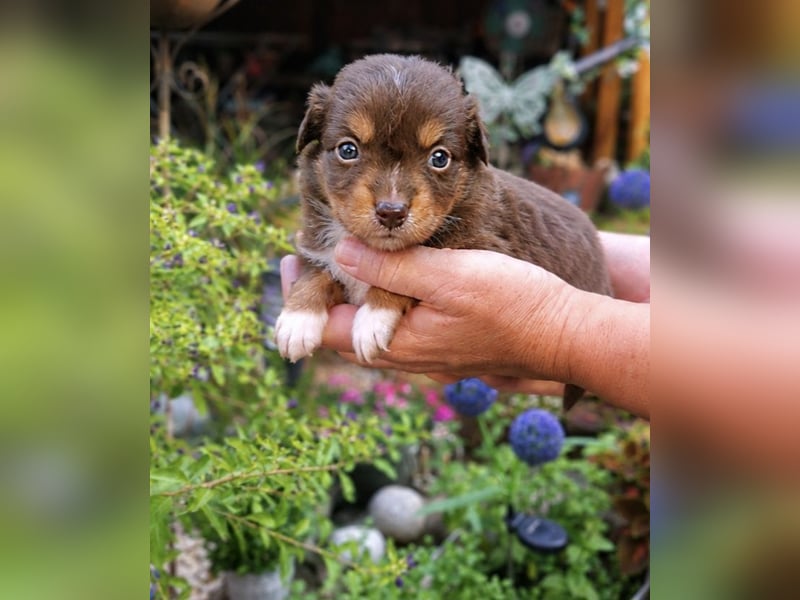 Mini Miniature Australian Shepherd Welpen mit Papieren