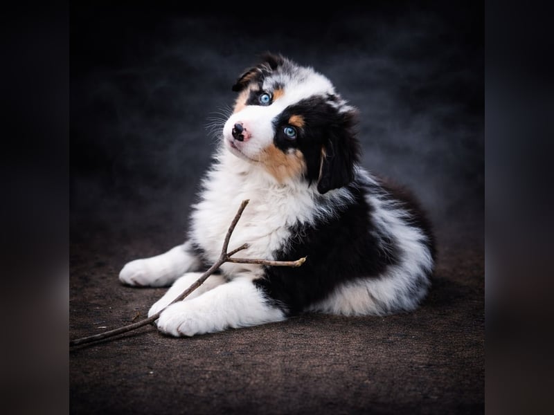 Miniature Australian Shepherd Welpen mit Papieren