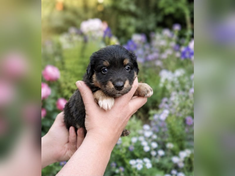 Mini Miniature Australian Shepherd Welpen mit Papieren
