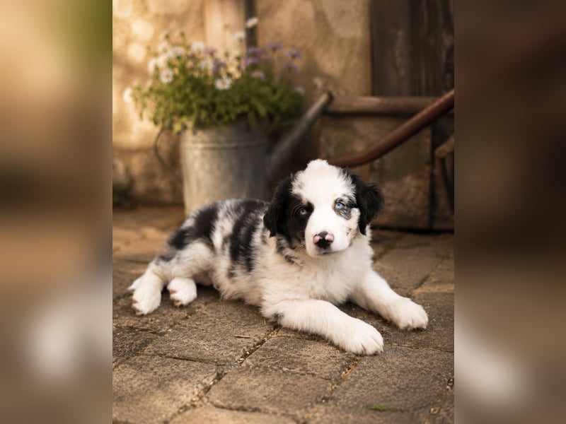 Miniature Australian Shepherd Welpen mit Papieren
