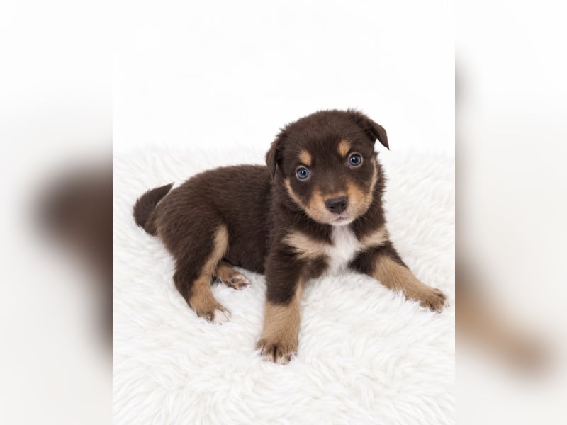 Unsere wunderschönen Miniature Australian Shepherd Welpen machen sich bereits jetzt auf die Suche na