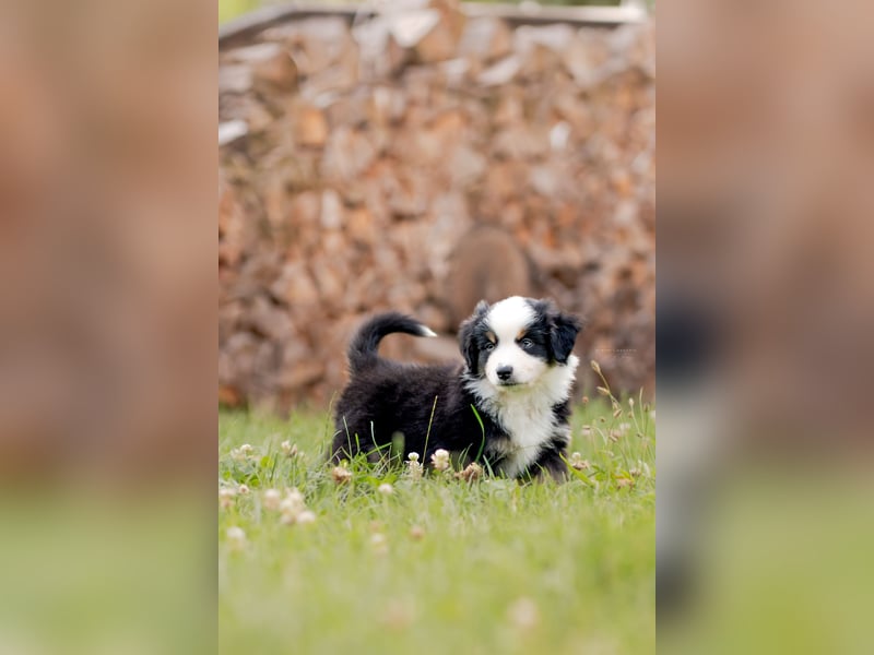 Mini Australian shepherd Auszugbereit