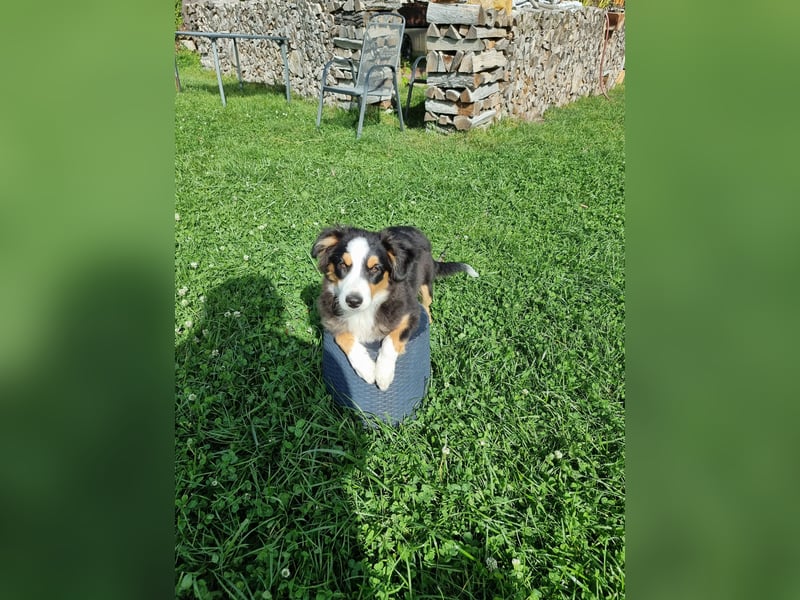 Mini Australian shepherd Auszugbereit
