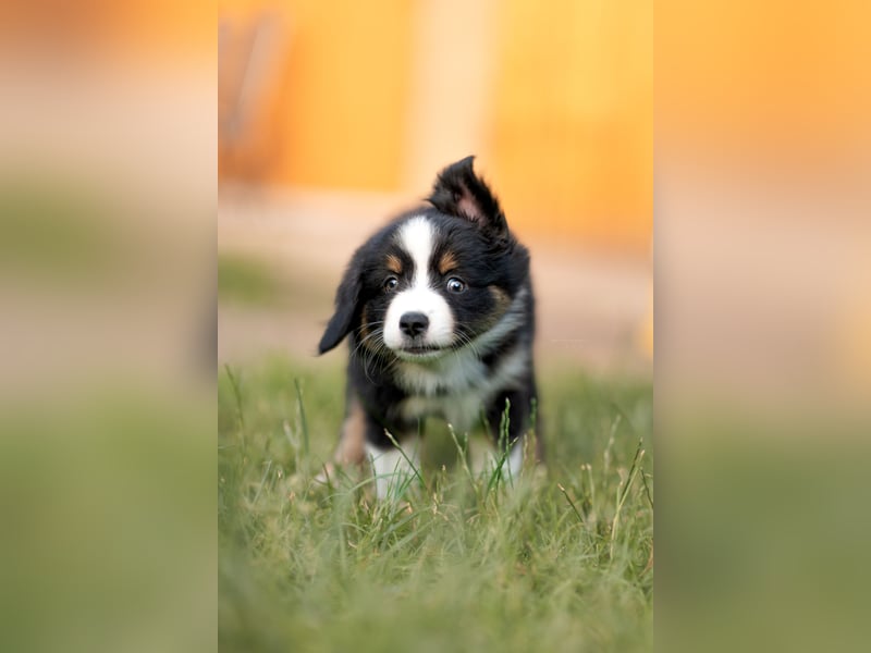 Mini Australian shepherd Auszugbereit