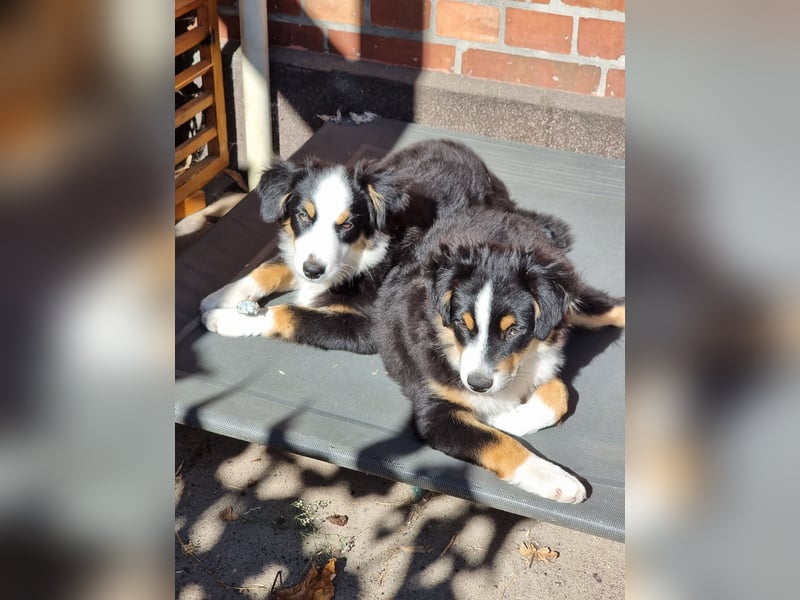 Mini Australian shepherd Auszugbereit