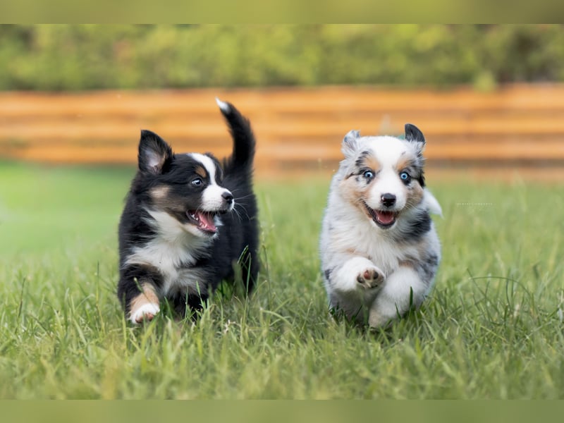 Mini Australian shepherd Auszugbereit