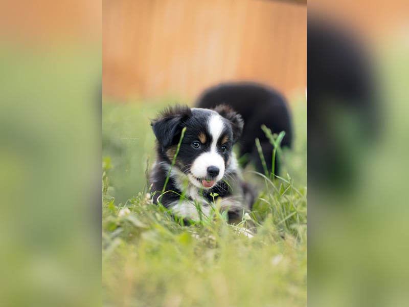 Mini Australian shepherd Auszugbereit