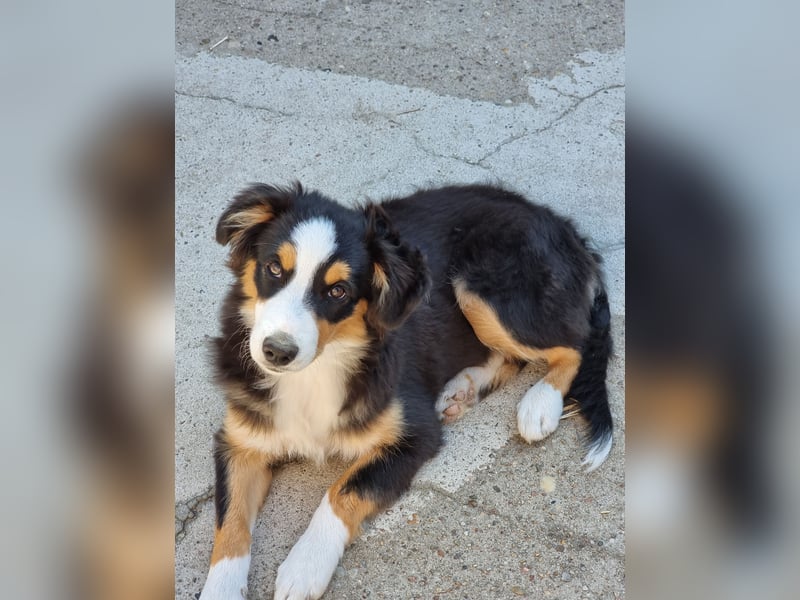 Mini Australian shepherd Auszugbereit